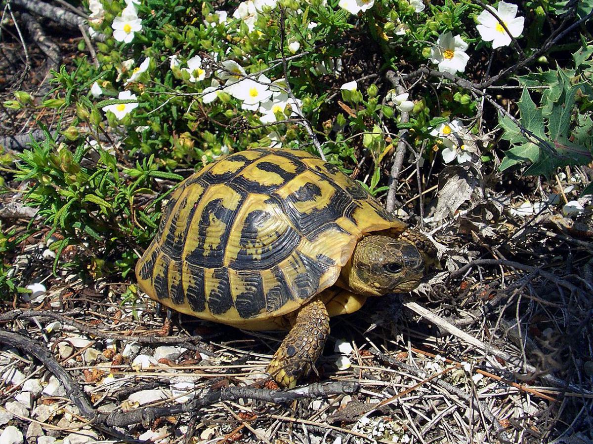 Terrarium d’une tortue terrestre - Bebesaurus