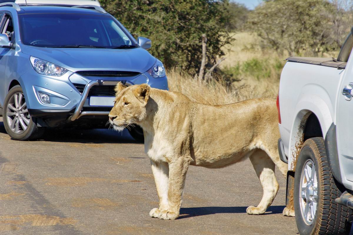 Louer une voiture et conduire en Afrique du Sud